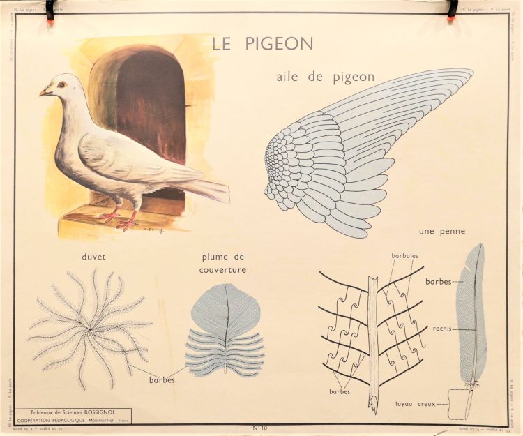 Affiche carte scolaire vintage Rossignol Nord/Est - Collection