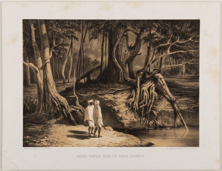 Alexis Soltykoff (1806-1859), Voyage dans l'Inde, Arbre Banian dans le Paria Djungle. Lithographie de Rudder, publiée par Auguste Bry. Hors marges : H : 26 cm L : 36 cm, feuille : H : 34,5cm L : 44,5 cm. Estimation : 300 euros - 500 euros.